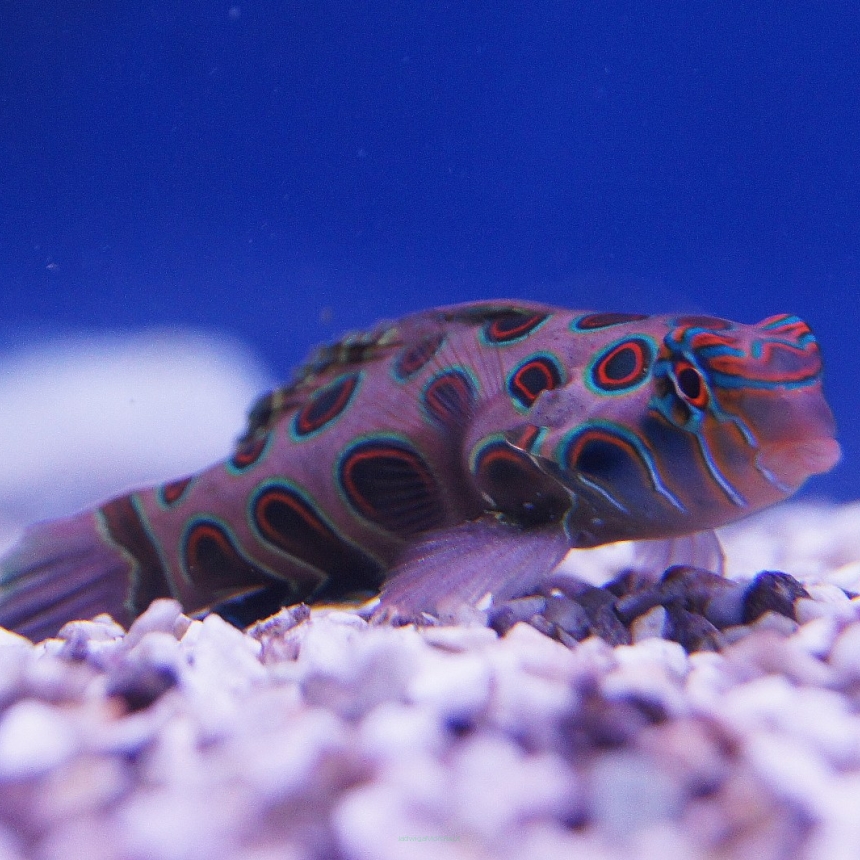 Synchiropus picturatus (Mandaryn) SAMICA 4 cm (Psychodelic Dragonet)