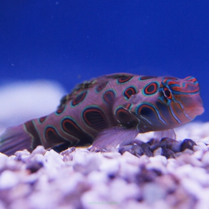 Synchiropus picturatus (Mandaryn) SAMICA 4 cm (Psychodelic Dragonet)