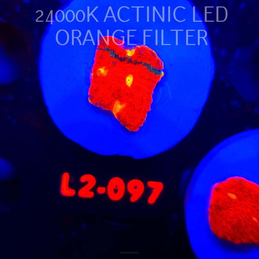  Echinophyllia OG Bugatti Chalice (22.01.2026) L2-097  2cm