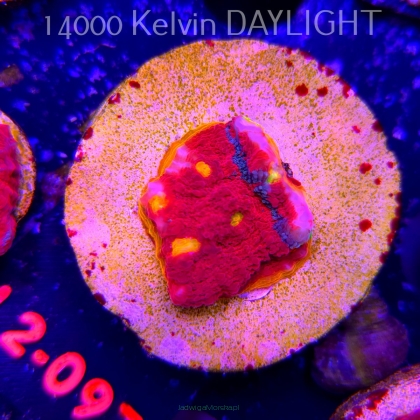  Echinophyllia OG Bugatti Chalice (18.03.2026) L2-097  2cm