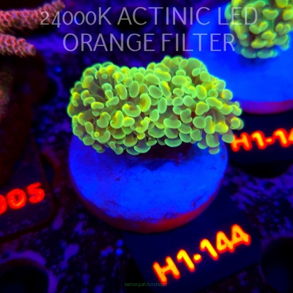 Euphyllia paraancora AUSSIE GREEN HOLOGRAM HAMMER (01.07.2026) H1-144  2H