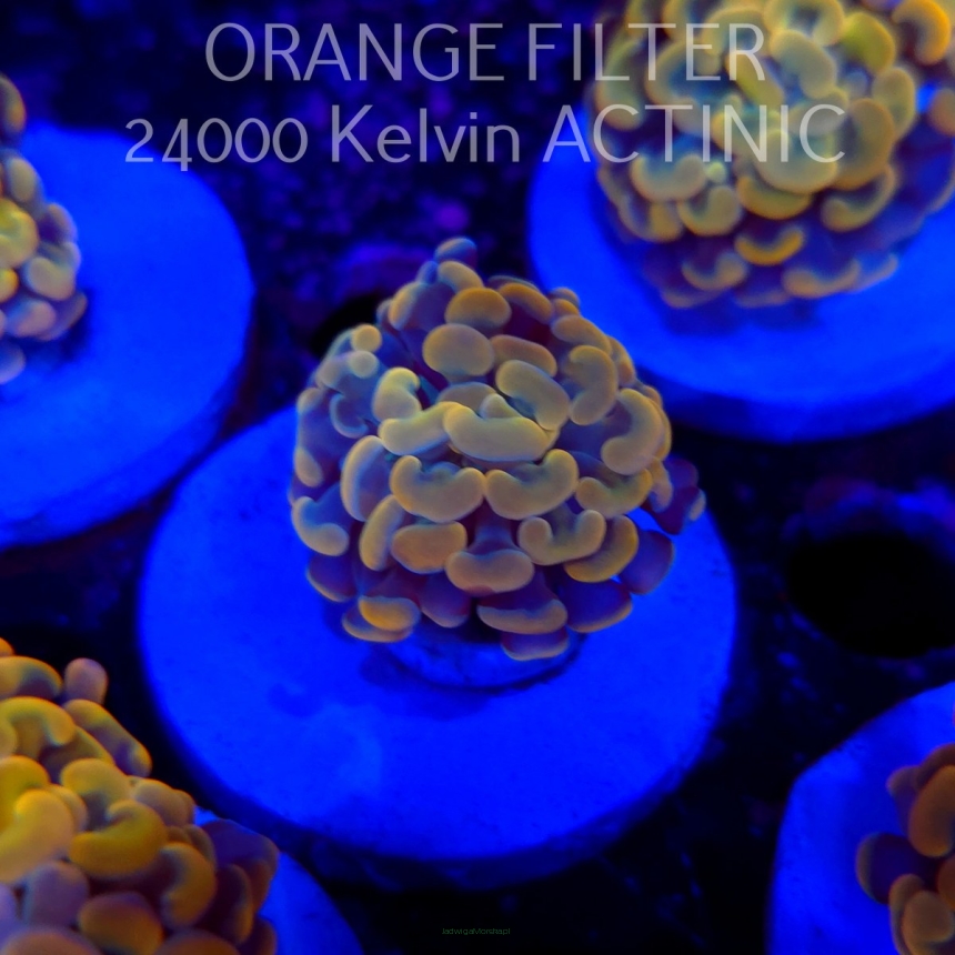 Euphyllia paraancora GOLD HOLOGRAM HAMMER (02.04.2025)