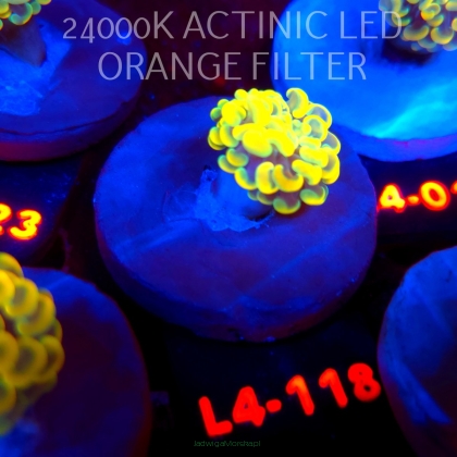 Euphyllia paraancora AUSSIE GOLD HAMMER (01.07.2026) L4-118