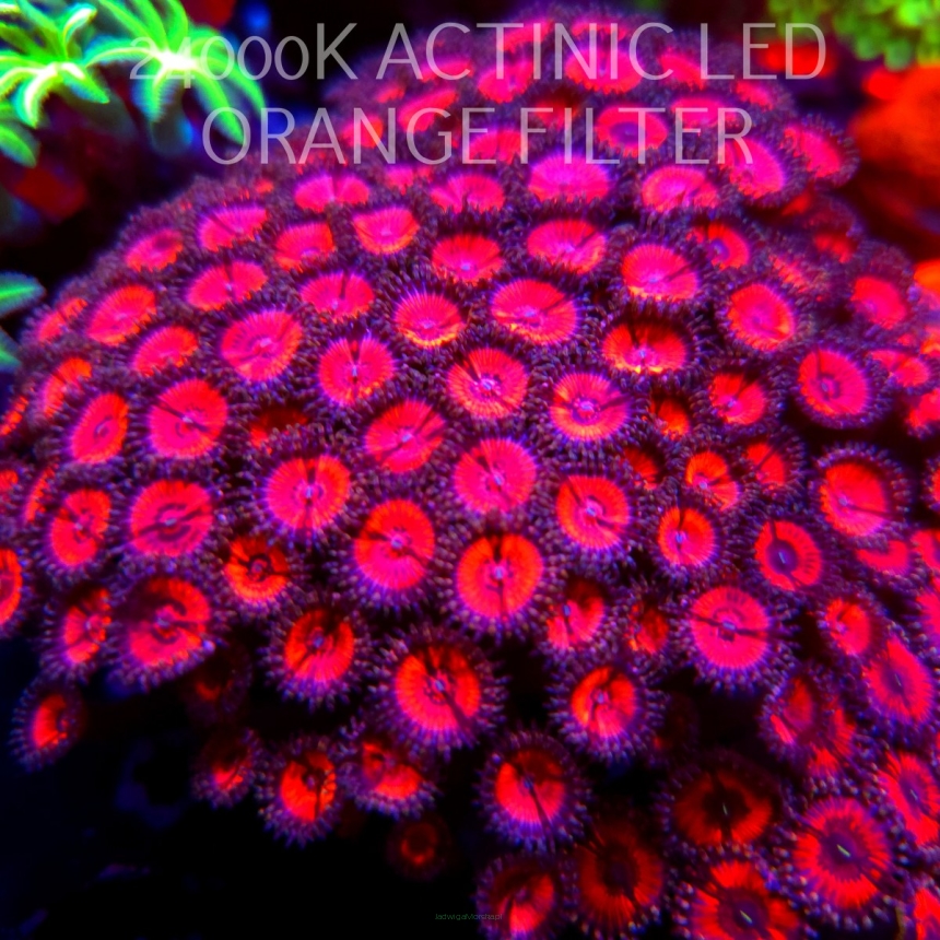 Zoanthus Cherry Bomb (04.04.2026)  5P
