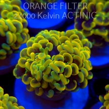 Euphyllia paraancora GOLD HOLOGRAM HAMMER (01.04.2025)