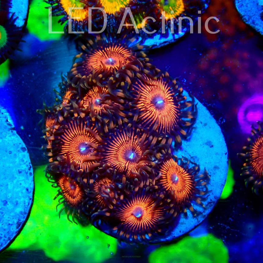 Zoanthus spp. (18.02.2022) SH8 11+P