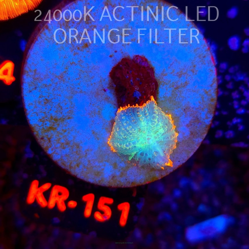 Rhodactis inchoata TEQUILA SUNRISE (01.06.2026) KR-151