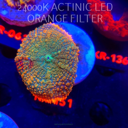   Rhodactis inchoata TEQUILA SUNRISE (07.08.2025)