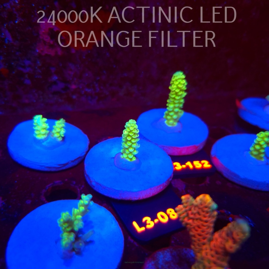 Acropora KENTI YELLOW CORAL SEA ULTRA (19.09.2026) L3-084  3cm