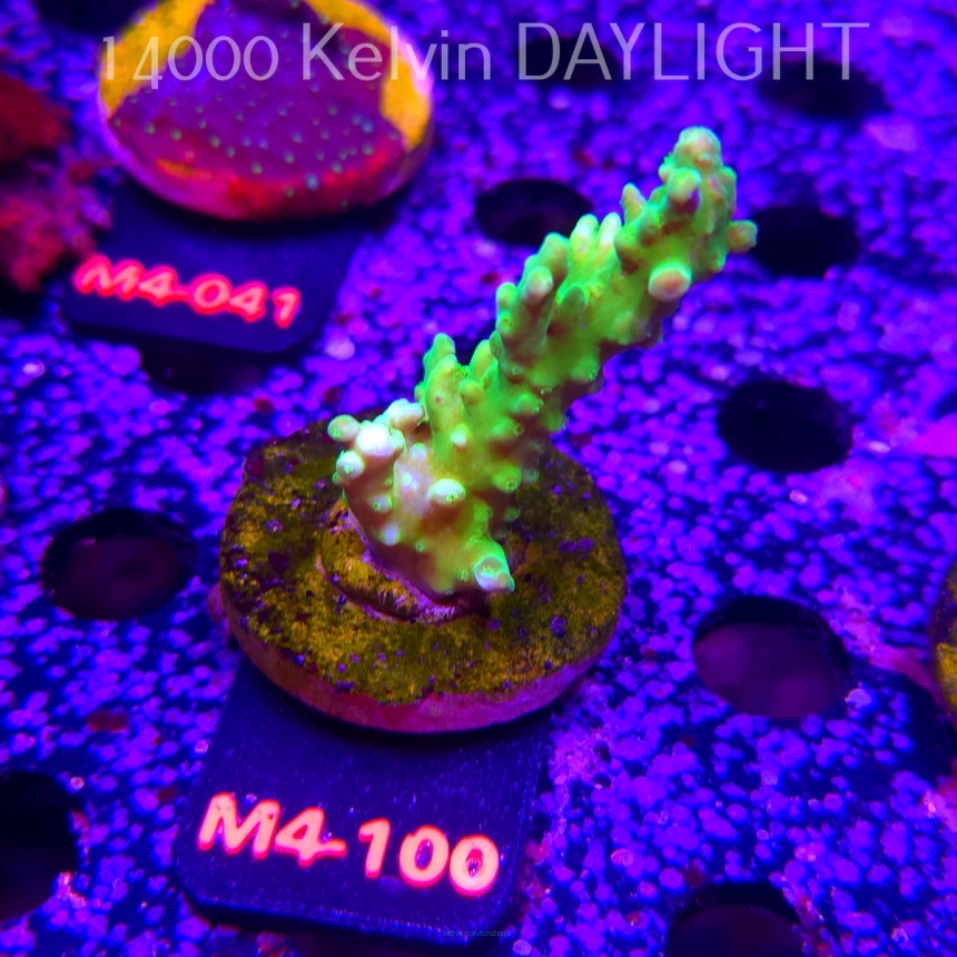 Acropora AUSTERA BANANA (12.04.2026) M4-100  7cm