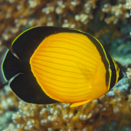 Chaetodon melapterus (ARABIAN BUTTERFLY)  6cm RED SEA