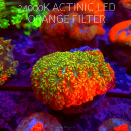 Acanthastrea lordhowensis LIME FIRE (02.10.2026)  10cm