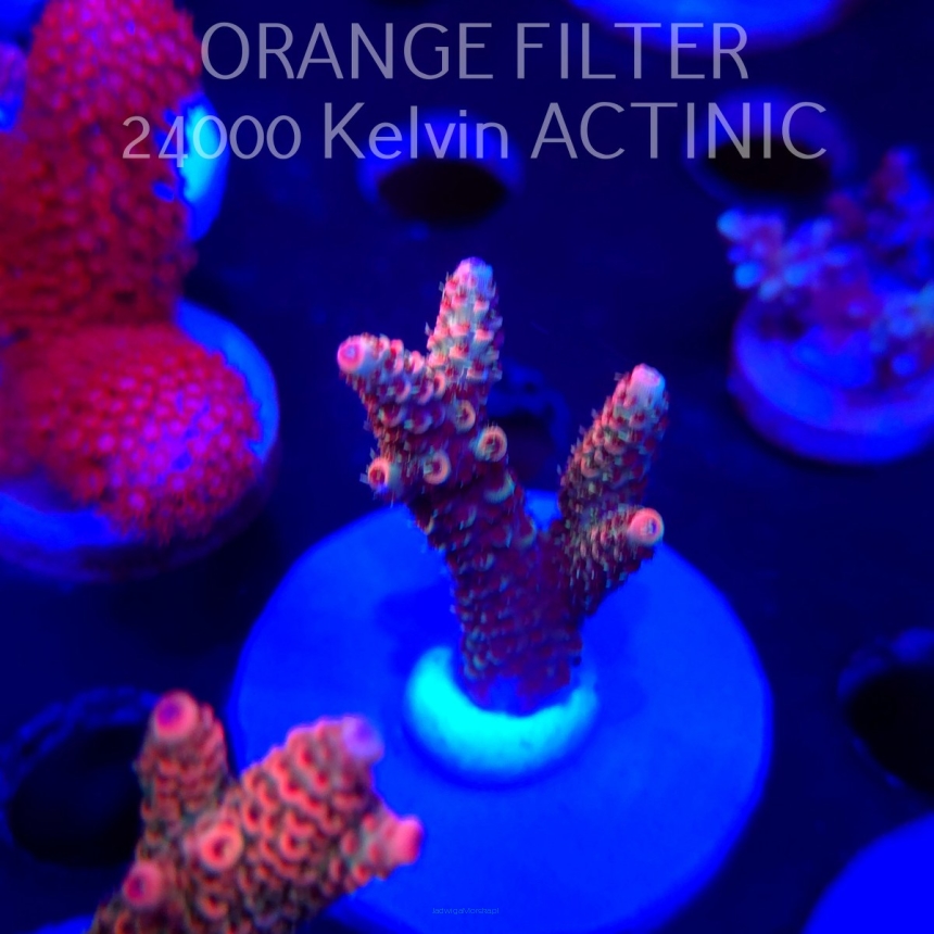 Acropora MILLEPORA JF SOLAR FLAME (04.10.2025)  5cm