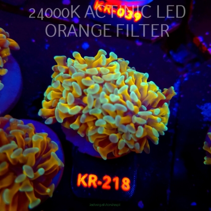Euphyllia paraancora HOLY GRAIL HAMMER (04.04.2026) KR-218  2H