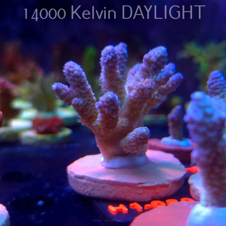 Acropora MILLEPORA RAINBOW (16.10.2025) H1-080 6cm