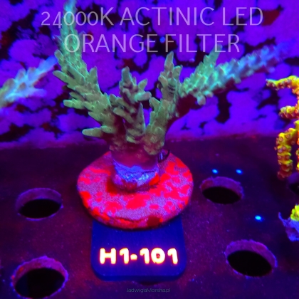 Acropora sp. (24.05.2026) H1-101  8cm