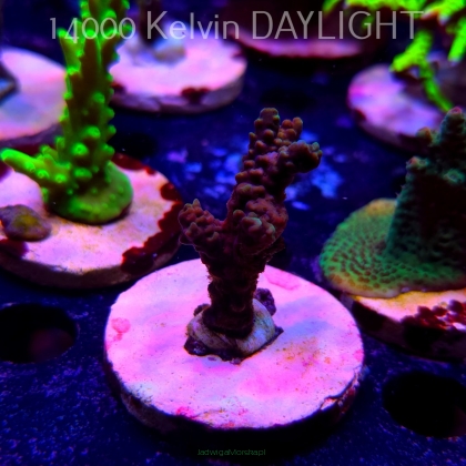 Acropora sp. AUSTRALIA (19.06.2025) L3-II-23  5cm