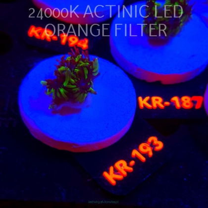 Galaxea fascicularis GREEN (17.01.2026) KR-193  2cm