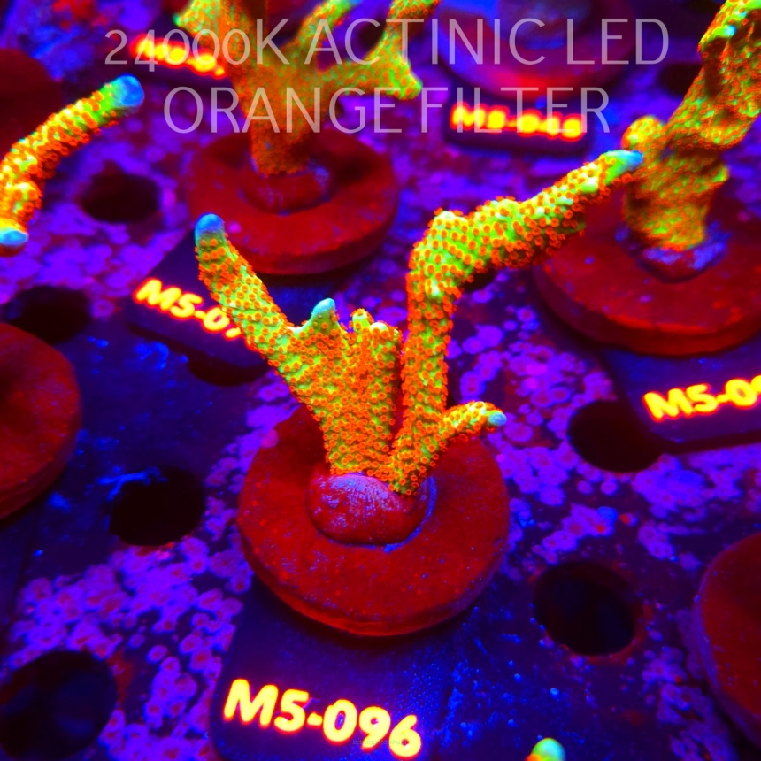 Montipora samarensis BUBBLEGUM (13.04.2026) M5-096  8cm
