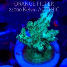 Acropora TG KERMIT THE FROG (20.03.2025) L1-III-30  7cm