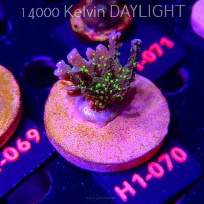 Montipora STELLATA (24.05.2026) H1-070  3cm