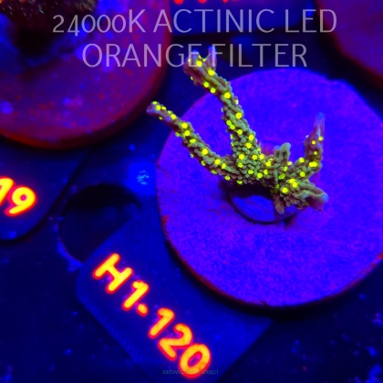 Montipora STELLATA (01.02.2026) H1-120  4cm