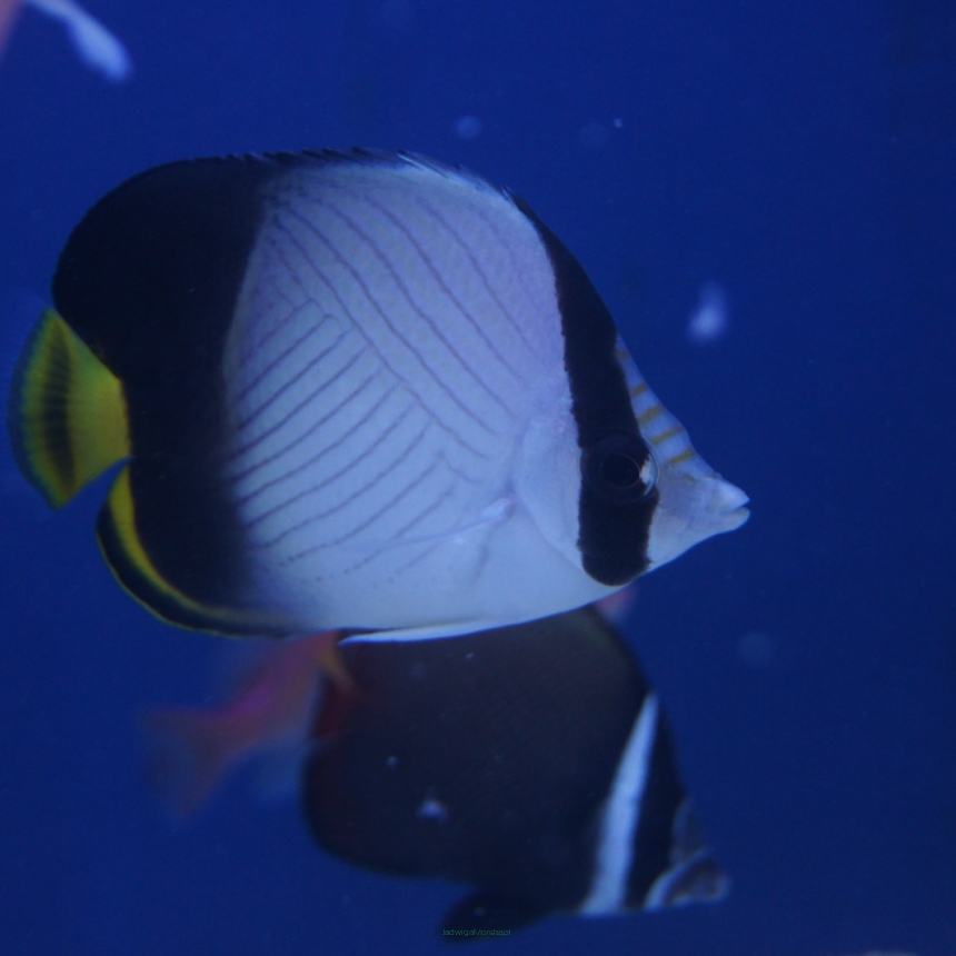 Chaetodon vagabundus rozmiar 4-6 cm