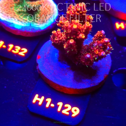 Acropora MILLEPORA BUBBLEGUM (02.02.2026) H1-129  5cm