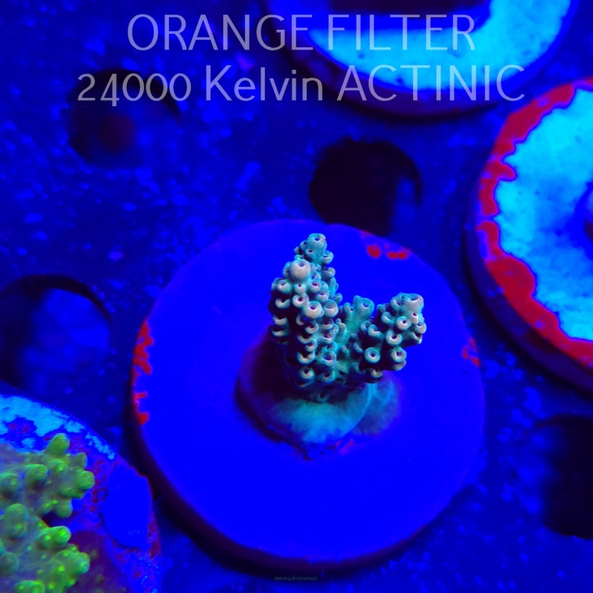 Acropora Jason Fox's Fox Flame Acro (19.06.2025) L3-I-7  3cm
