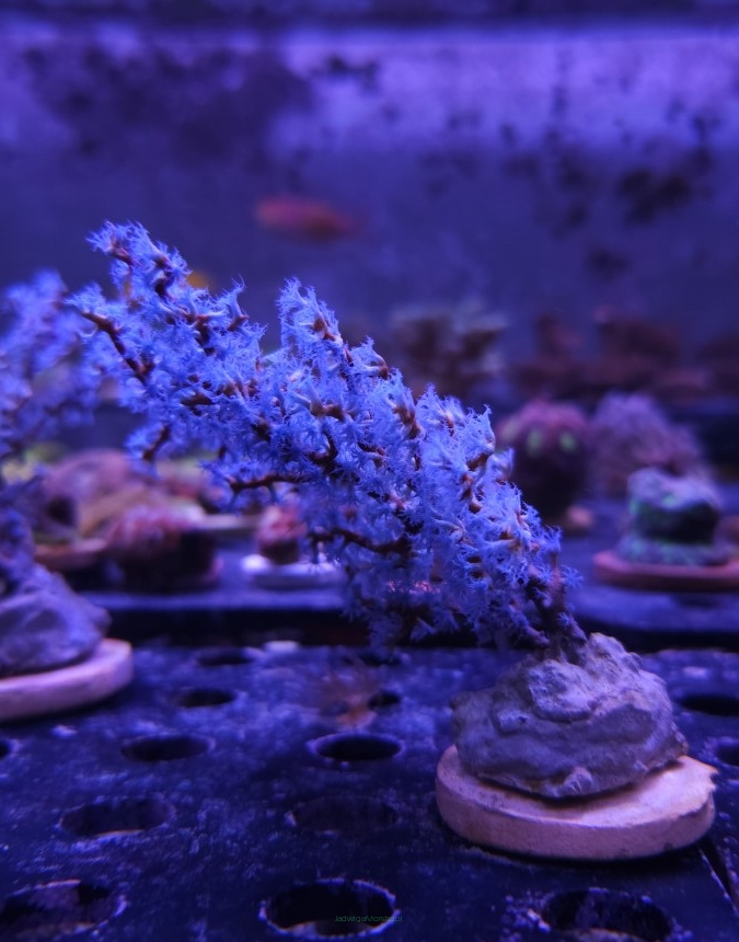  Acalycigorgia spp. BLUEBERRY SEA FAN (02.11.2025)  12cm