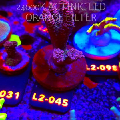 Acropora MILLEPORA PINK (18.03.2026) L2-045  7cm