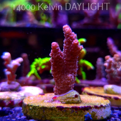 Acropora MILLEPORA PINK (24.05.2025) L2-I-19  4cm
