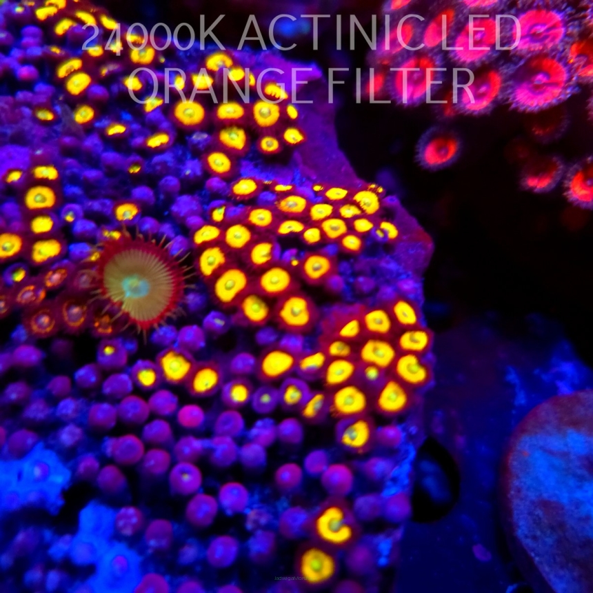 Zoanthus Radioactive Dragon Eye (04.04.2026)  5P