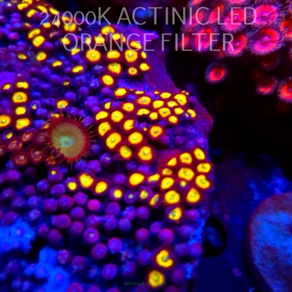 Zoanthus Radioactive Dragon Eye (04.04.2026)  5P