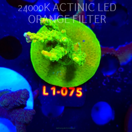 Acropora RR RAINBOW LOOM (16.03.2026) L1-075  5cm