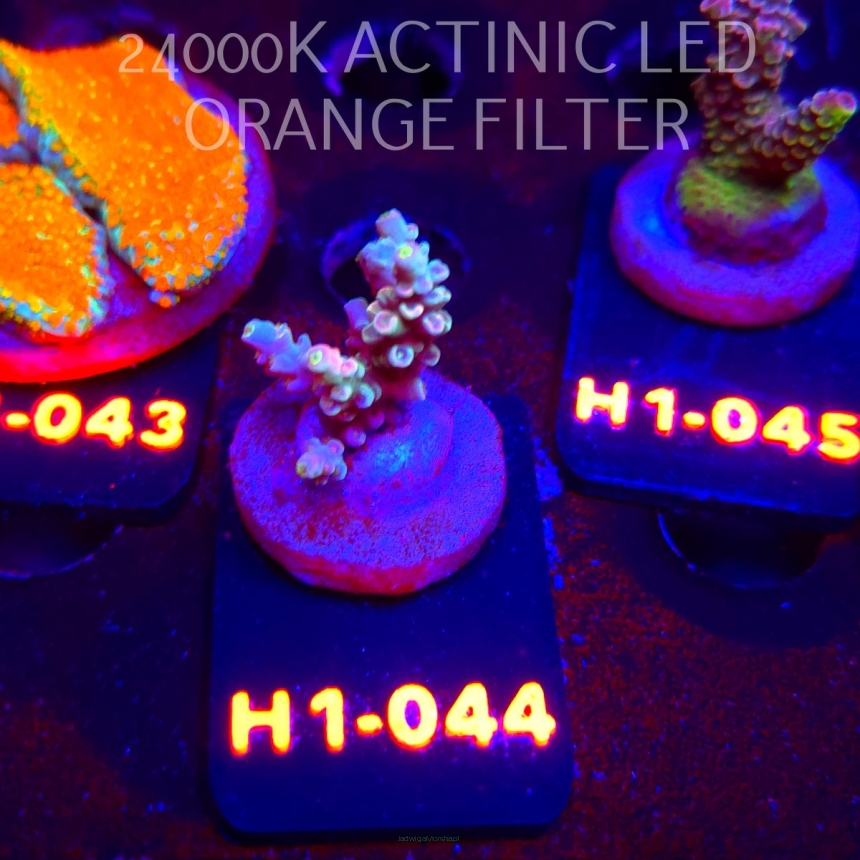 Acropora BIFARIA WD (23.05.2026) H1-044  2cm