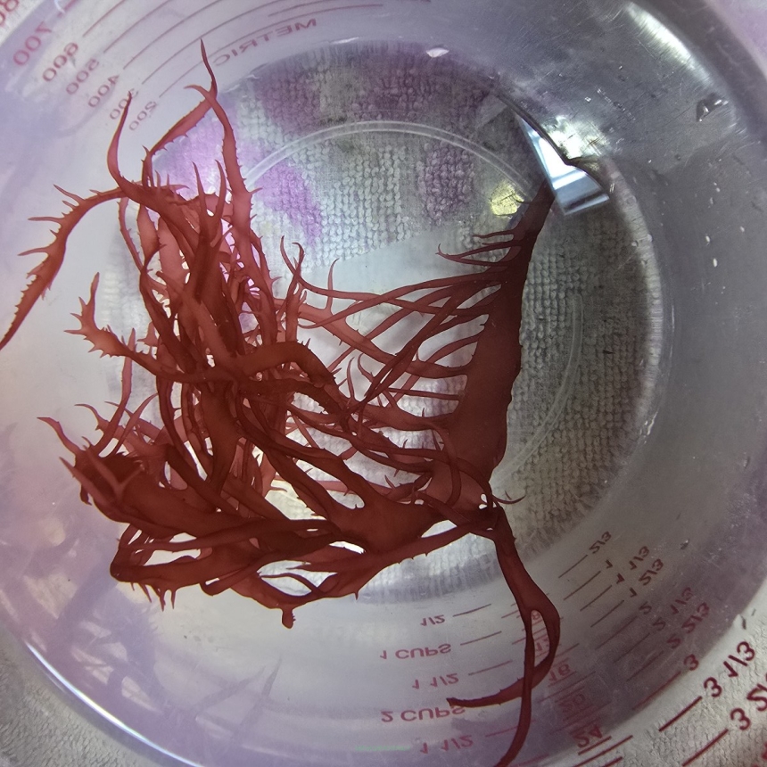 Halymenia durvillei – ‘Dragon's Breath’ red algae