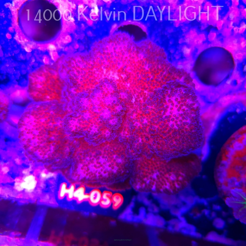 Pocillopora verrucosa PINK (01.06.2026) H4-059  8cm
