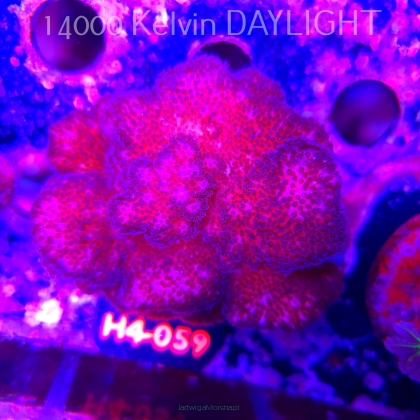 Pocillopora verrucosa PINK (01.06.2026) H4-059  8cm