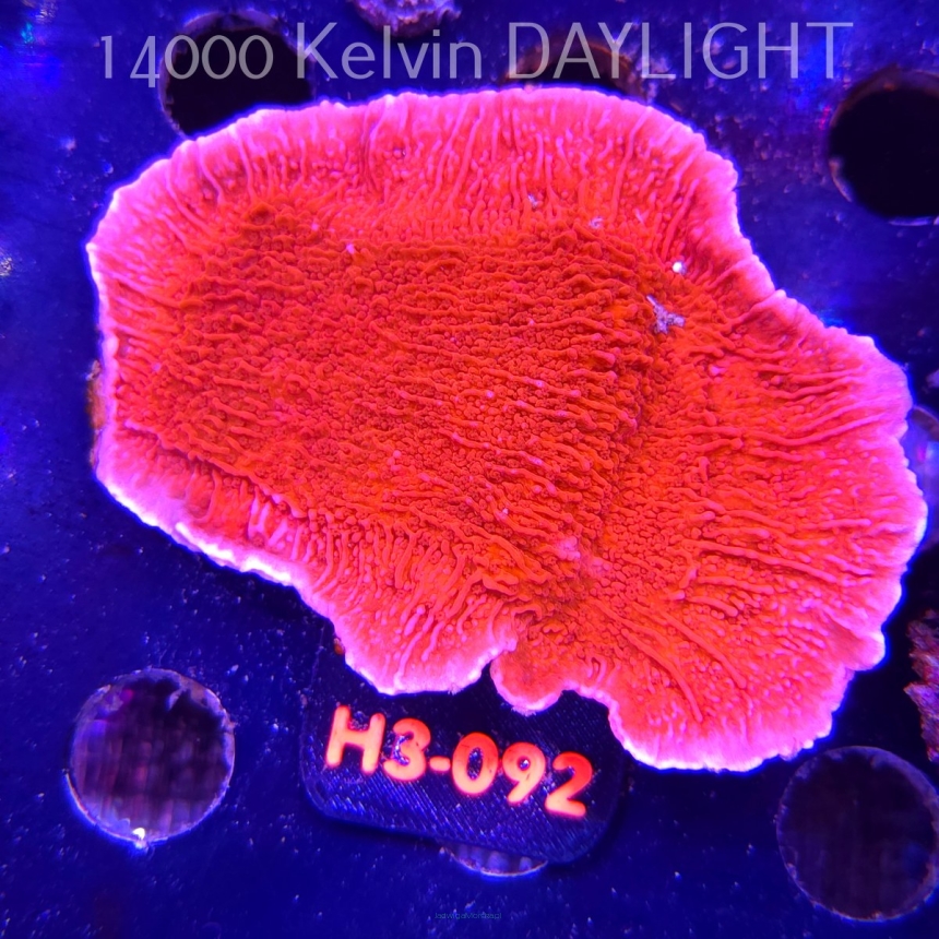 Montipora capricornis RED (01.06.2026) H3-092  10cm