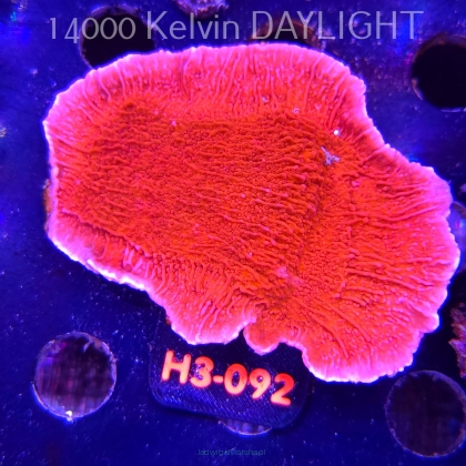 Montipora capricornis RED (01.06.2026) H3-092  10cm
