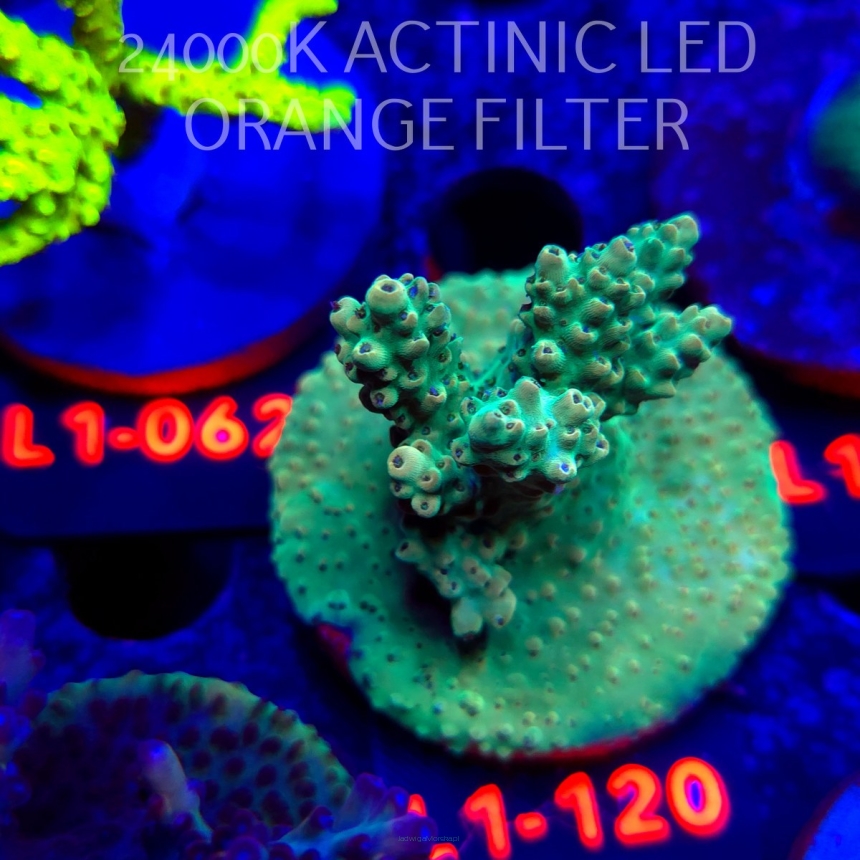 Acropora TG PINK FLOYD ACRO (11.10.2025) L1-120  5cm