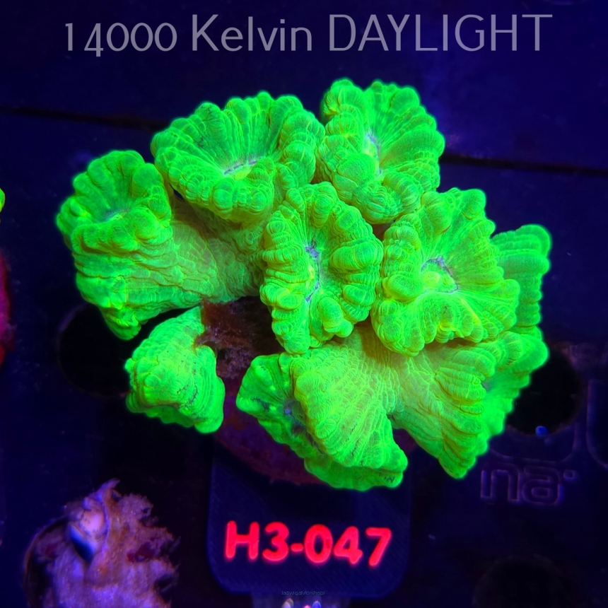 Caulastrea furcata (01.06.2026) H3-047  9P