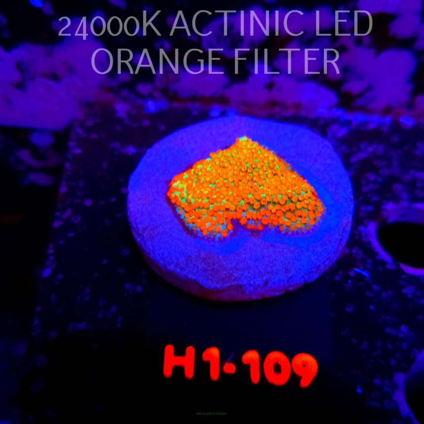 Montipora danae Jason Fox Fruity Pebbles (20.06.2026) H1-109  3cm