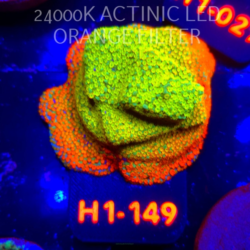 Montipora danae Jason Fox Fruity Pebbles (04.04.2026) H1-149  4cm