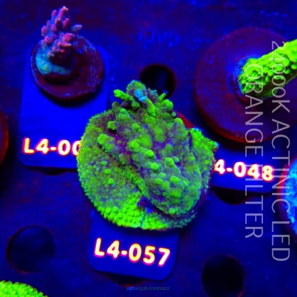 Acropora sp. PREMIUM AUSTRALIA (19.05.2026) L4-057  5cm