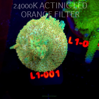 Acropora TG PINK FLOYD ACRO (03.08.2026) L1-001  6cm