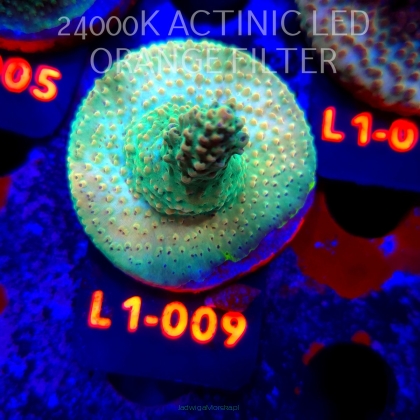 Acropora TG PINK FLOYD ACRO (16.03.2026) L1-009  5cm