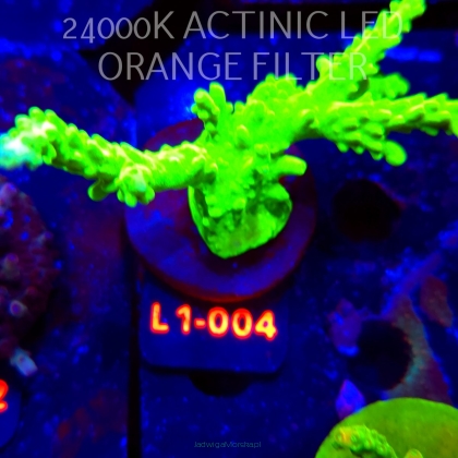 Acropora AUSTERA BANANA (16.03.2026) L1-004  10cm