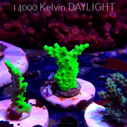 Acropora sp. AUSTRALIA  (20.03.2025) L1-III-4  6cm